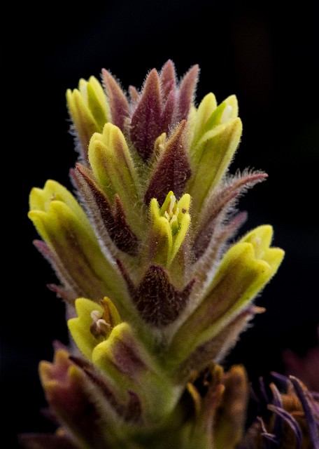 Castilleja cryptantha - Mt Rainier Paintbrush 14-7885.jpg